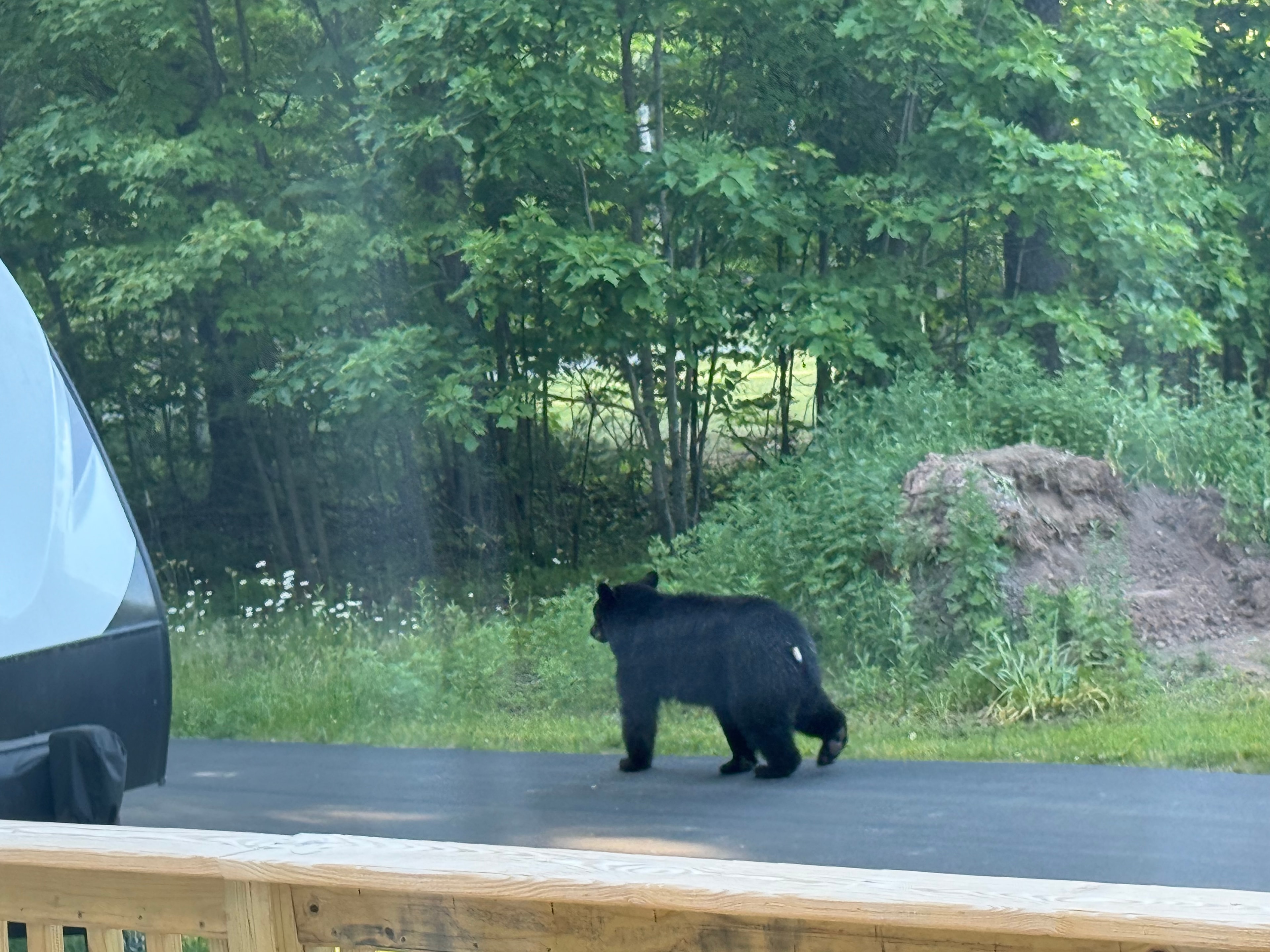 Bear crossing the driveway