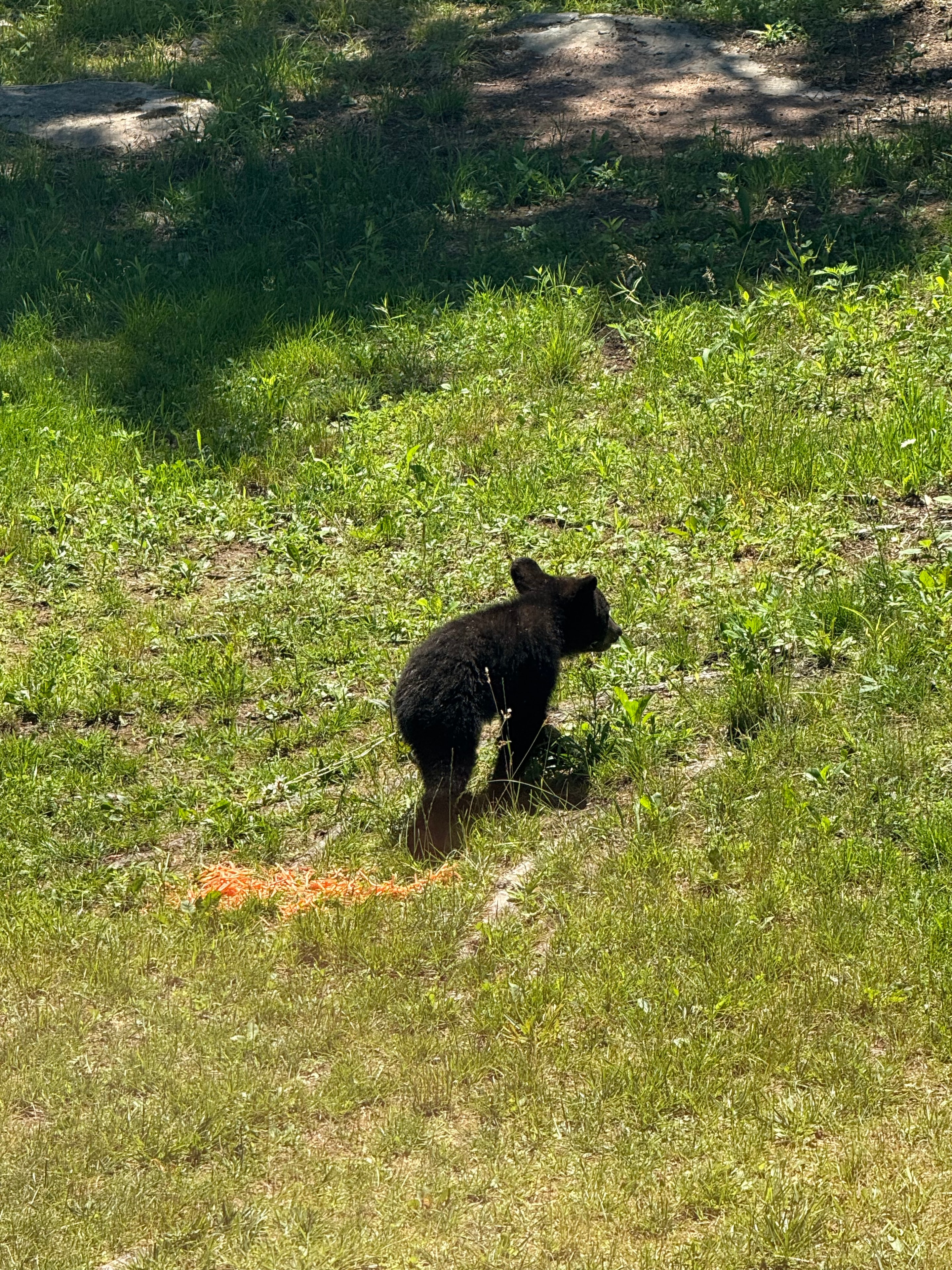 Bear on the lawn