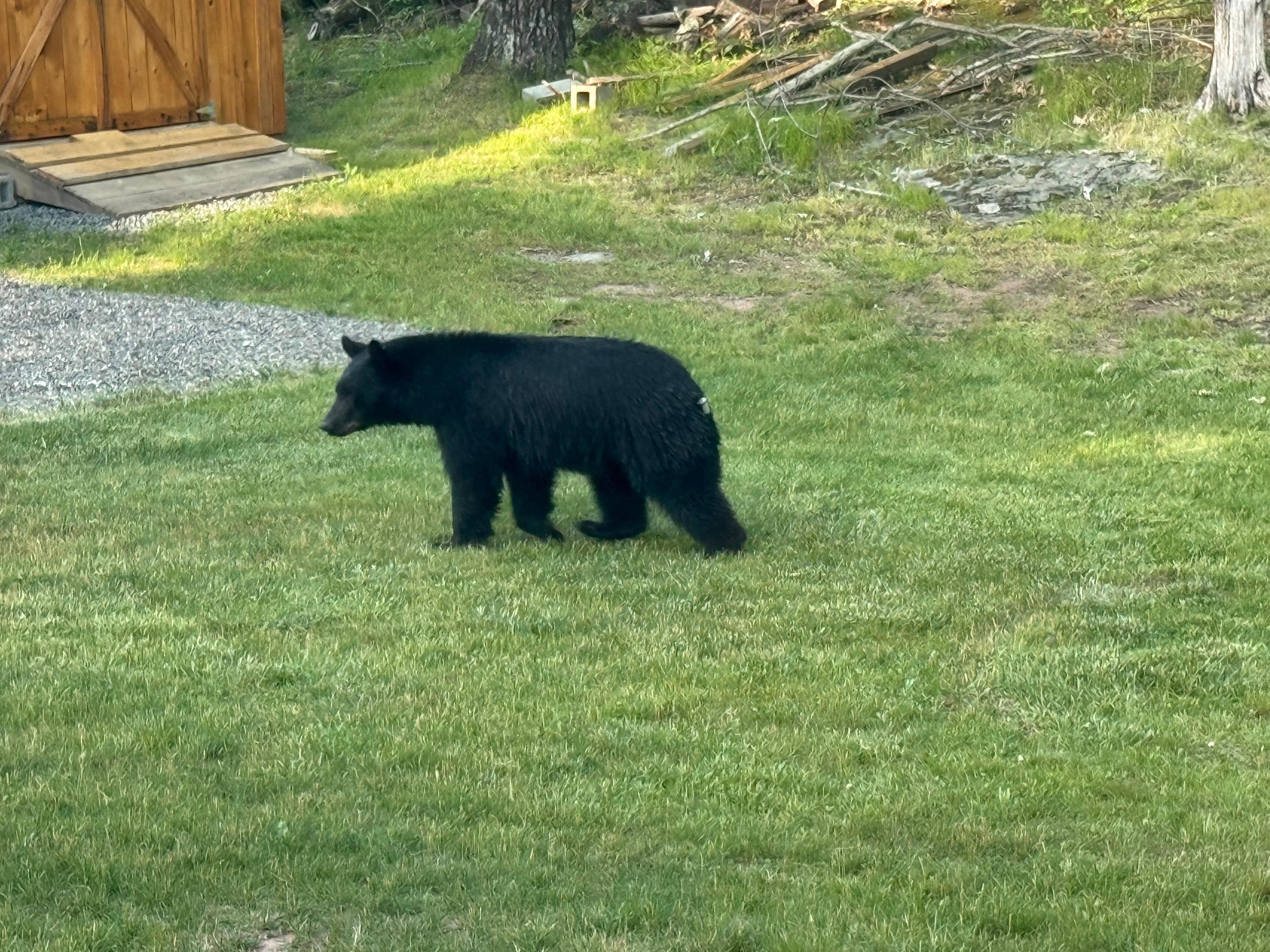 Bear strolling across the lawn