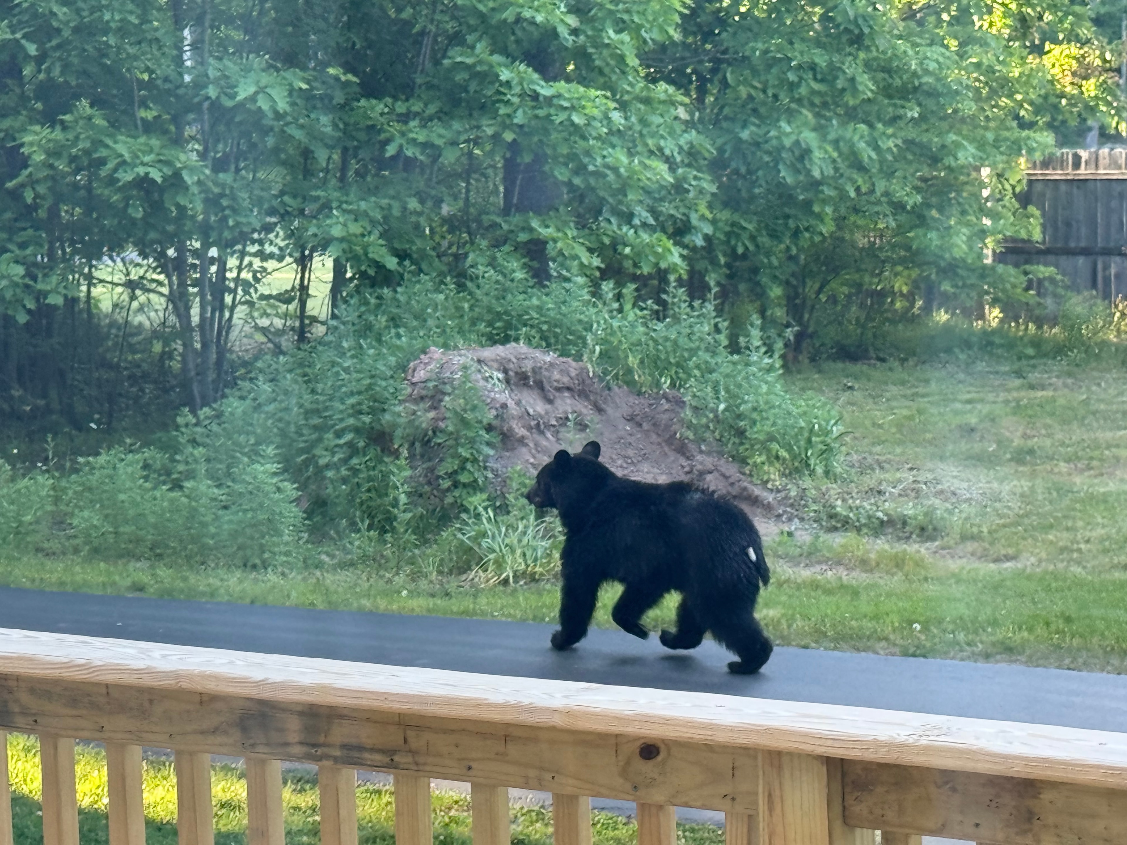 Bear on the move past the deck