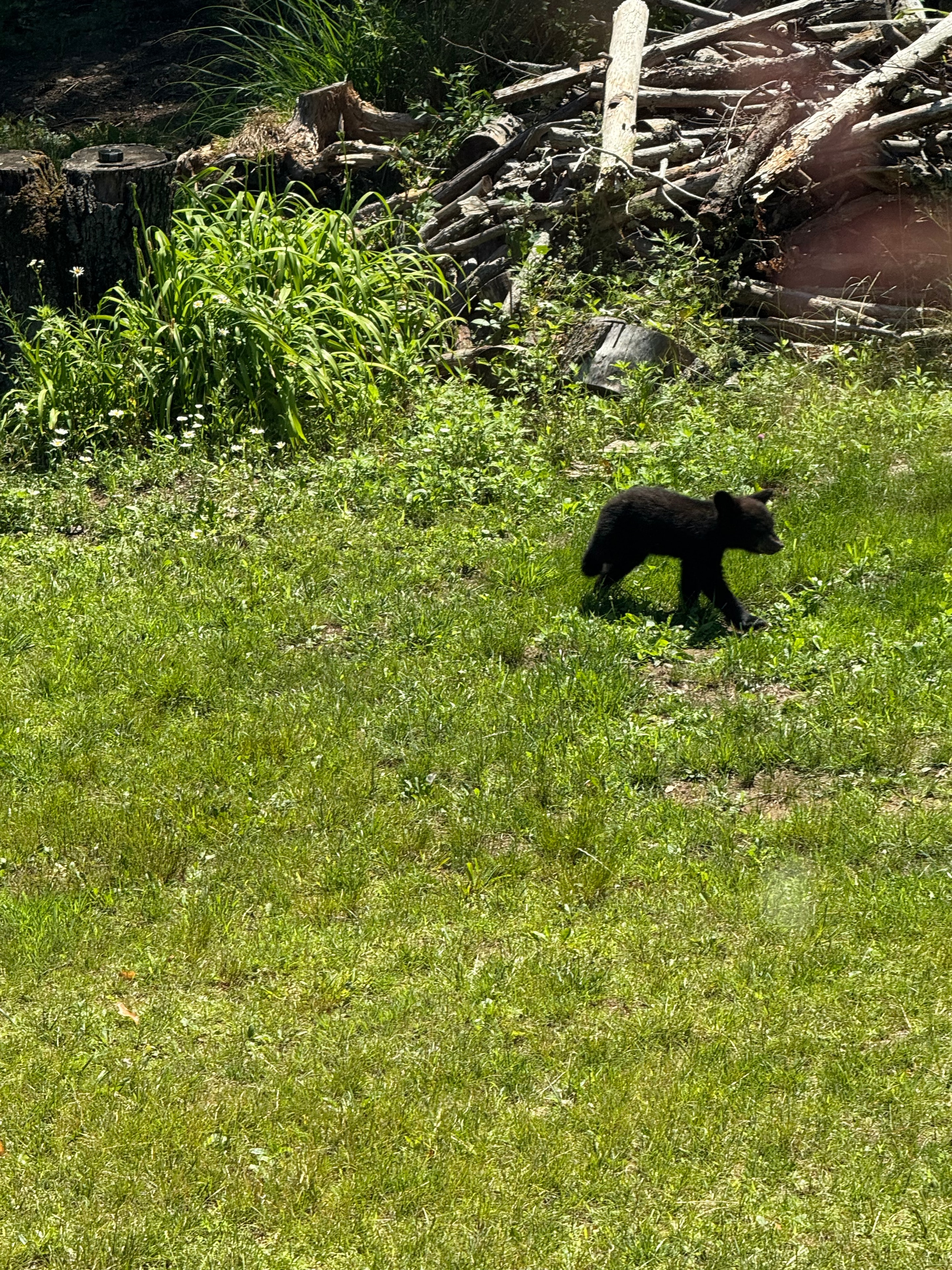Cub foraging in the brush