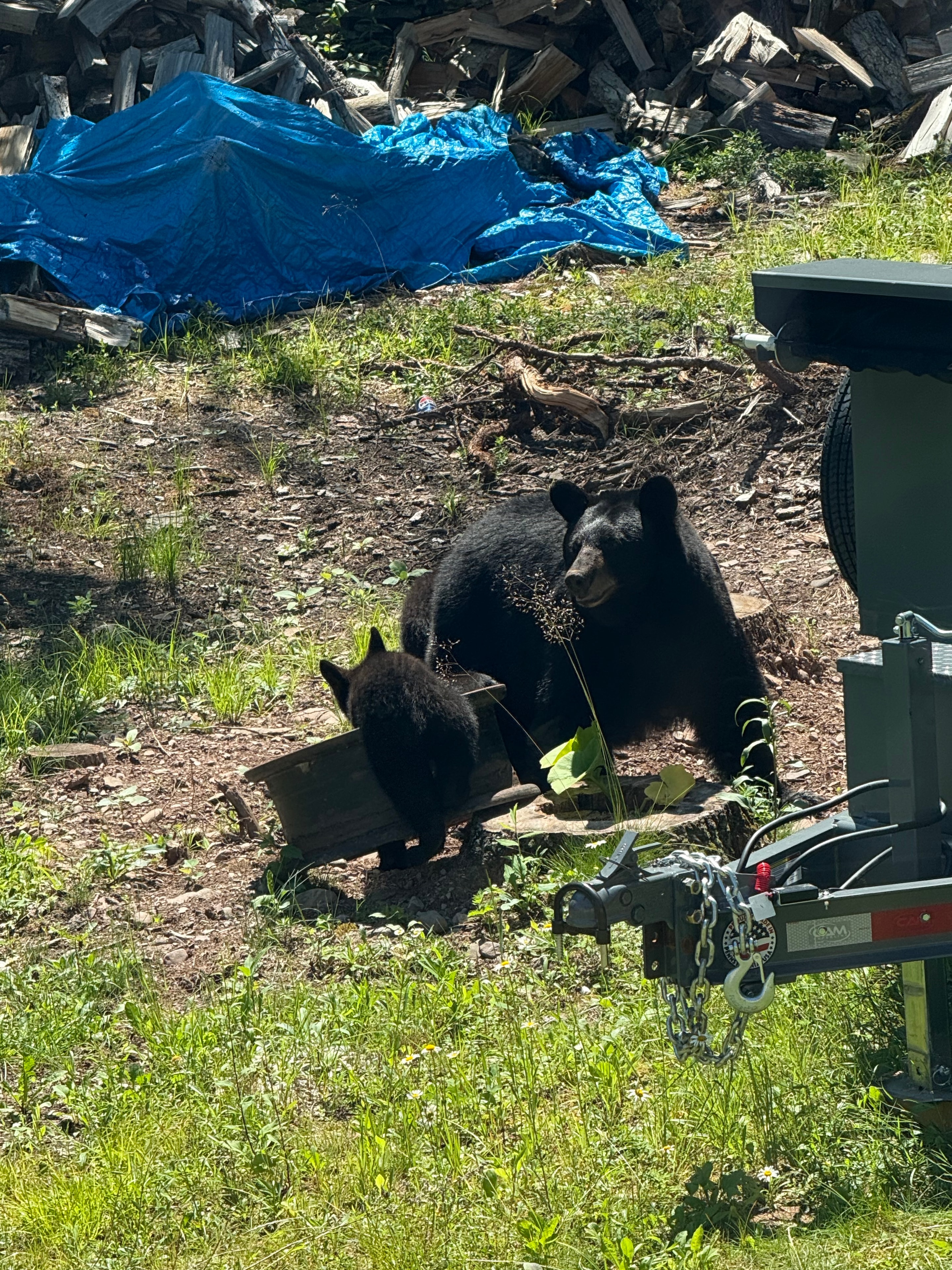 Mama bear and cub