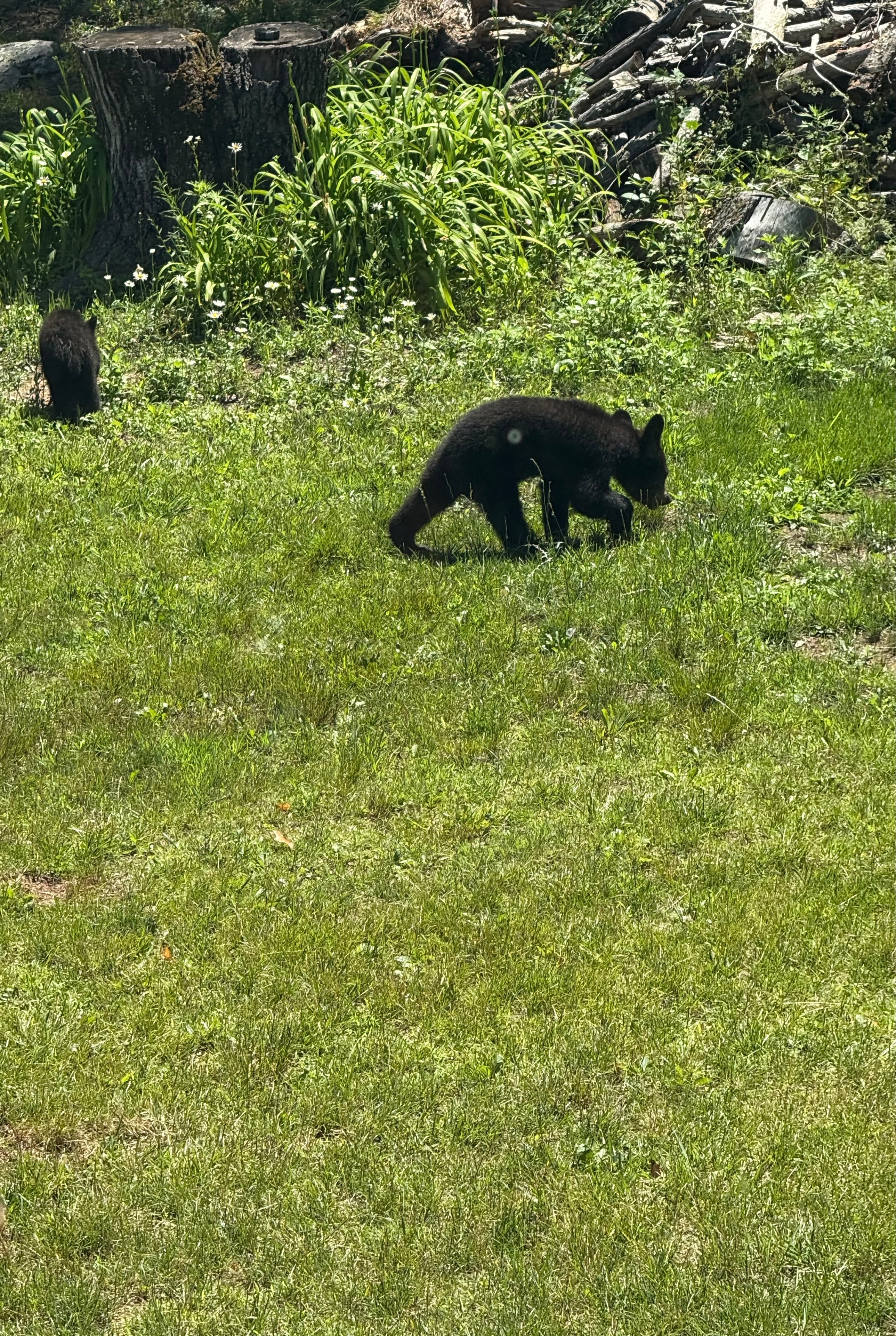 Cub exploring — Mom is close