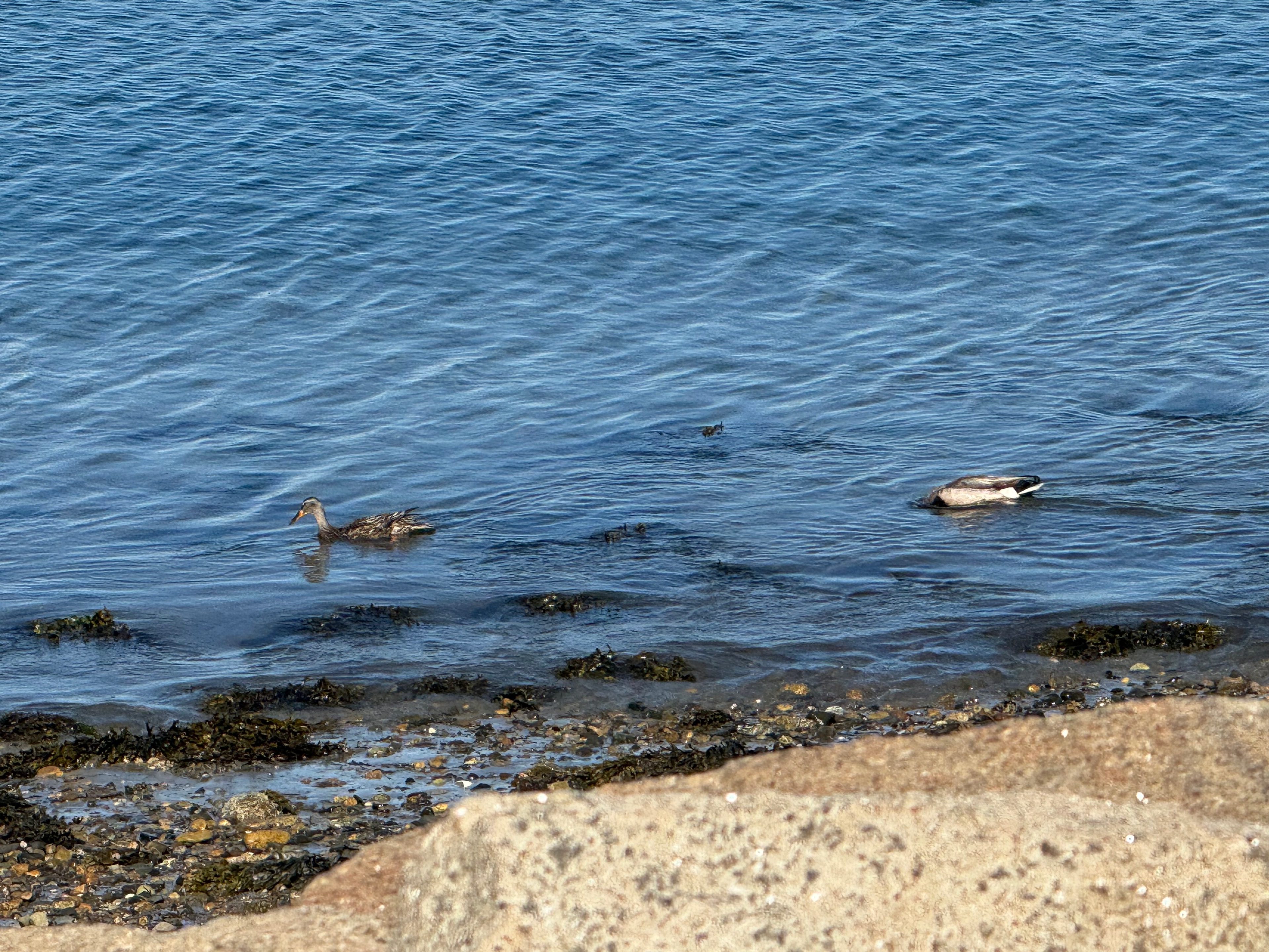 Ducks along the rocky shoreline