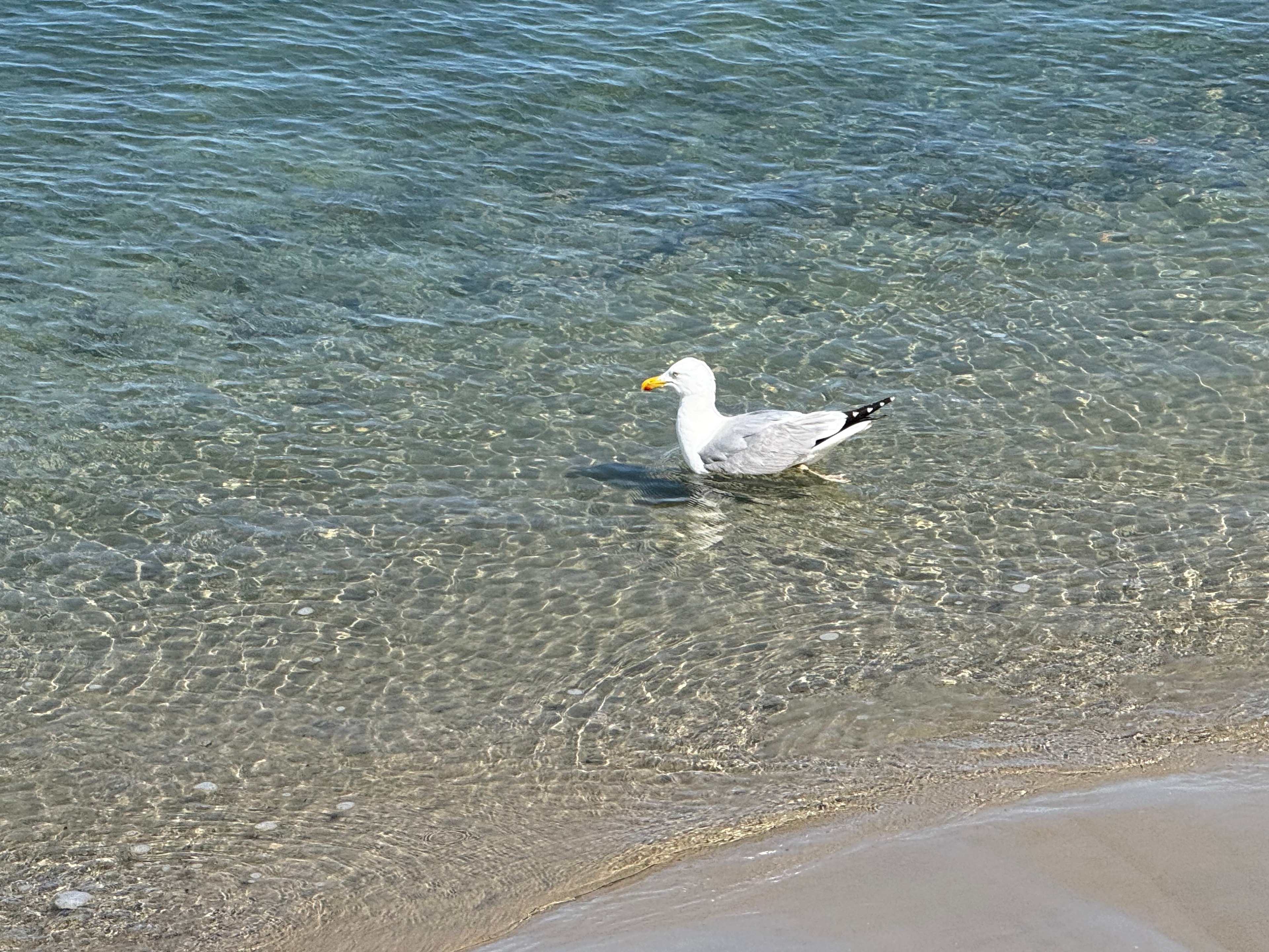 Seagull wading in crystal clear water