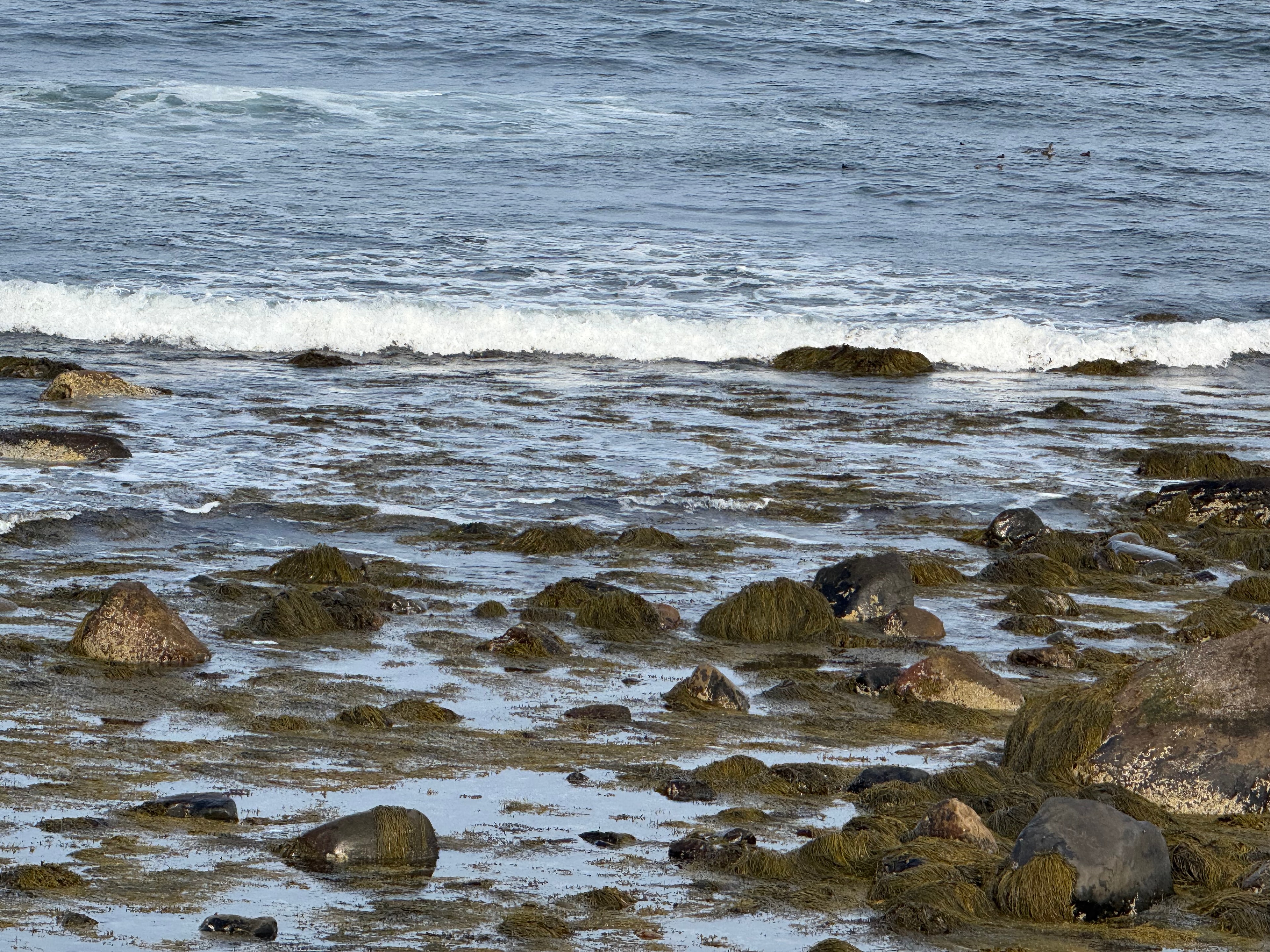 Waves rolling over seaweed-covered rocks